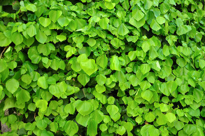 Full frame shot of fresh green plants