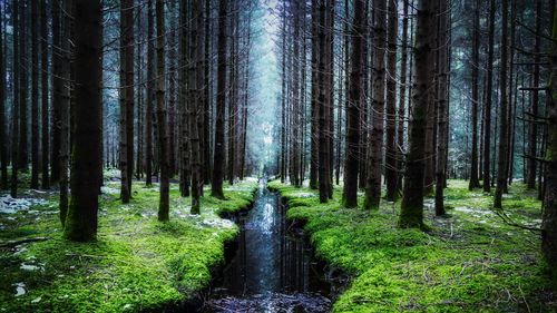 Moor landscape in bavaria