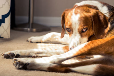 Close-up of dog resting at home