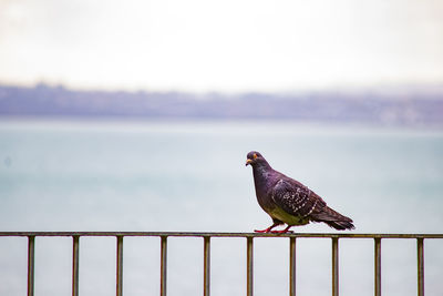 Bird perching on railing against sea