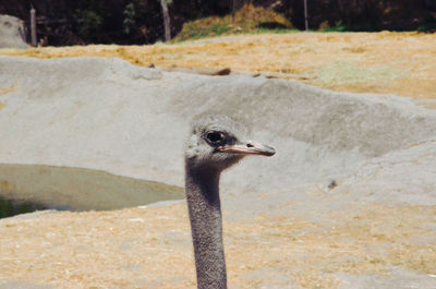 Close-up of bird on field