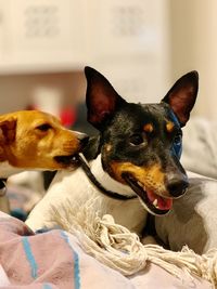 Close-up of a dog at home