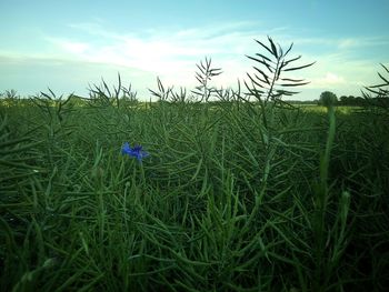 Crops growing on field against sky