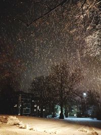 Illuminated trees against sky at night during winter