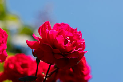 Close-up of pink rose against sky