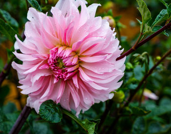 Close-up of pink rose flower