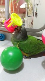 Close-up of parrot eating food on table