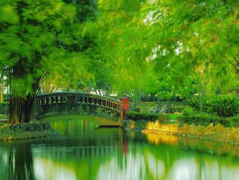 Reflection of trees in river