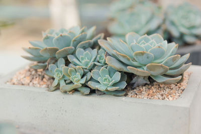 Close-up of cactus plant
