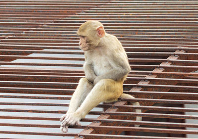 Lion sitting outdoors