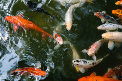 High angle view of koi carps swimming in pond