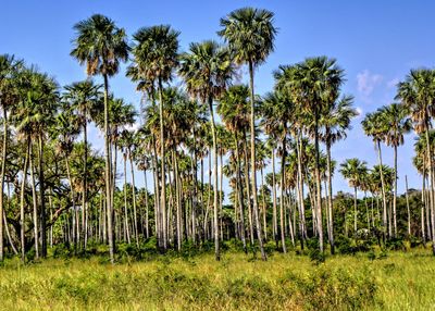 Panoramic view of coconut palm trees against clear sky