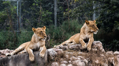 Lion on rock