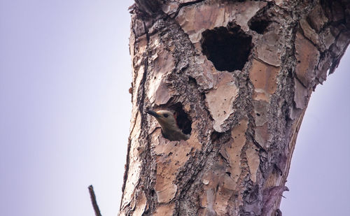 Low angle view of bird perching on tree against sky