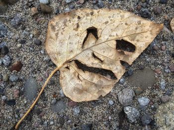 High angle view of dry leaves on rock