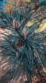 Close-up of pine cones on tree