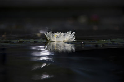 Surface level water lily on pond