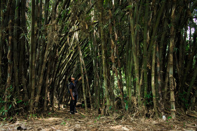 Young man standing at bamboo grove