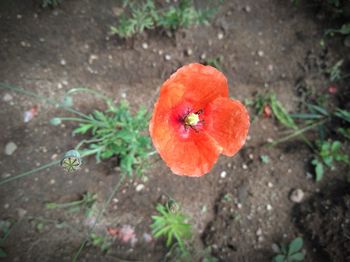 High angle view of orange poppy on field