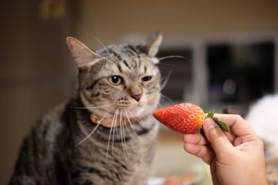 Cropped hand giving strawberry to cat