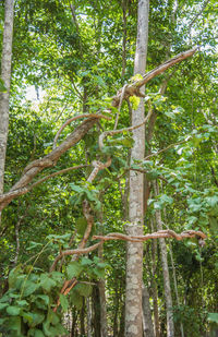 Low angle view of bamboo trees in forest