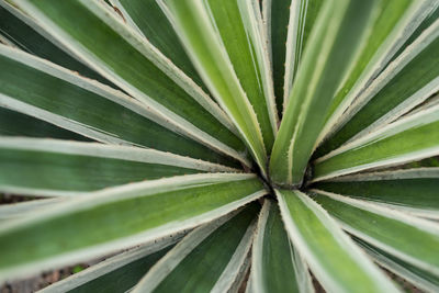 Cose up shot of agave plant