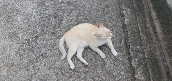 High angle view of cat standing on street