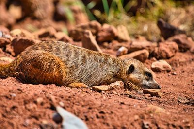 Meerkat resting in the midday sun