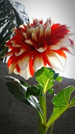 Close-up of flowers blooming outdoors