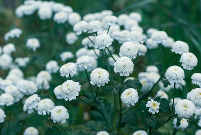 Close-up of white flowering plants