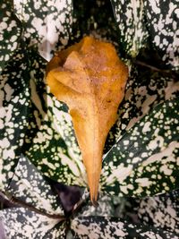 Close-up of autumn leaf on tree