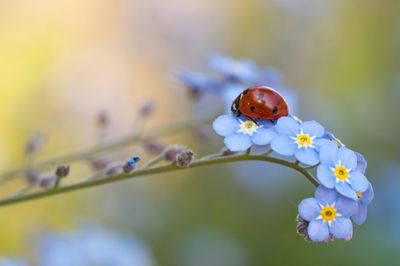 Close-up of ladybug on forget-me-not flowers