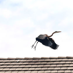 Low angle view of bird flying against clear sky