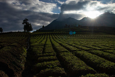 landscape