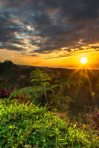 Scenic view of field against sky during sunset