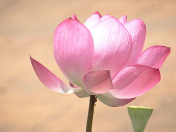 Close-up of pink lotus