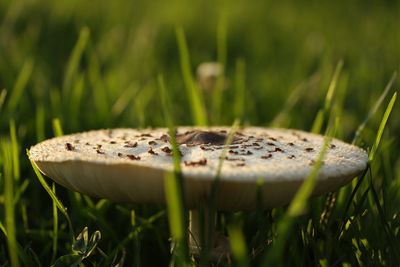 Close-up of plant growing on grassy field