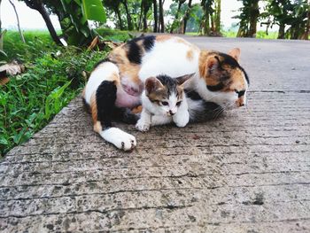 Cats relaxing on footpath