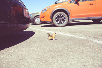 Dog on car