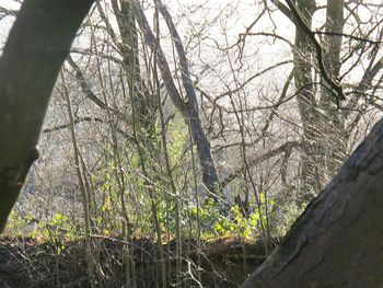 Low angle view of trees in forest against sky