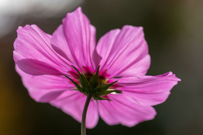 Close-up of pink flower