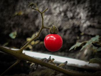 Close-up of red berries growing on tree