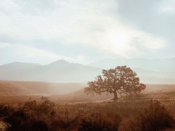 Tree on field against sky