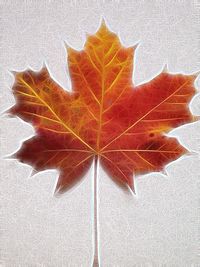 Close-up of dry maple leaf on leaves