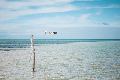 Bird flying over sea against sky