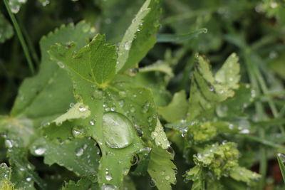 Close-up of wet plant leaves during rainy season