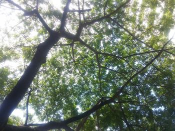 Low angle view of trees