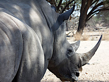 Close-up of elephant