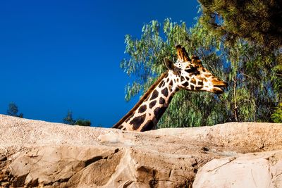 Close-up of giraffe against clear blue sky