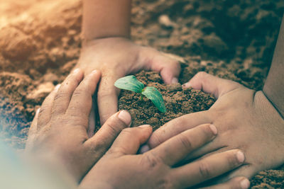 Close-up of hands holding plant